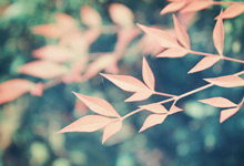 饮食养生：如何吃好面筋？推荐七种食谱